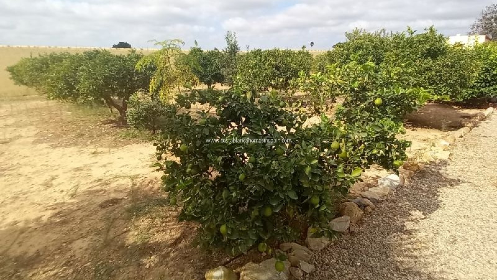 Resale - Finca - San Javier
