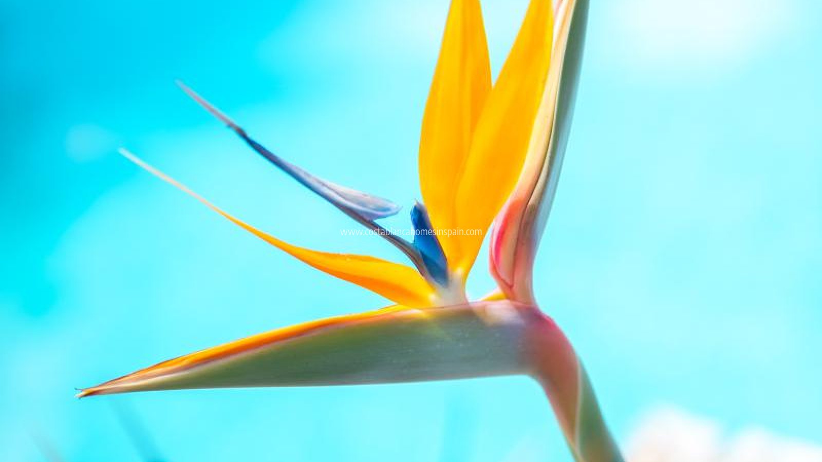 Venta - Apartment - Pilar de La Horadada - Pilar de la Horadada