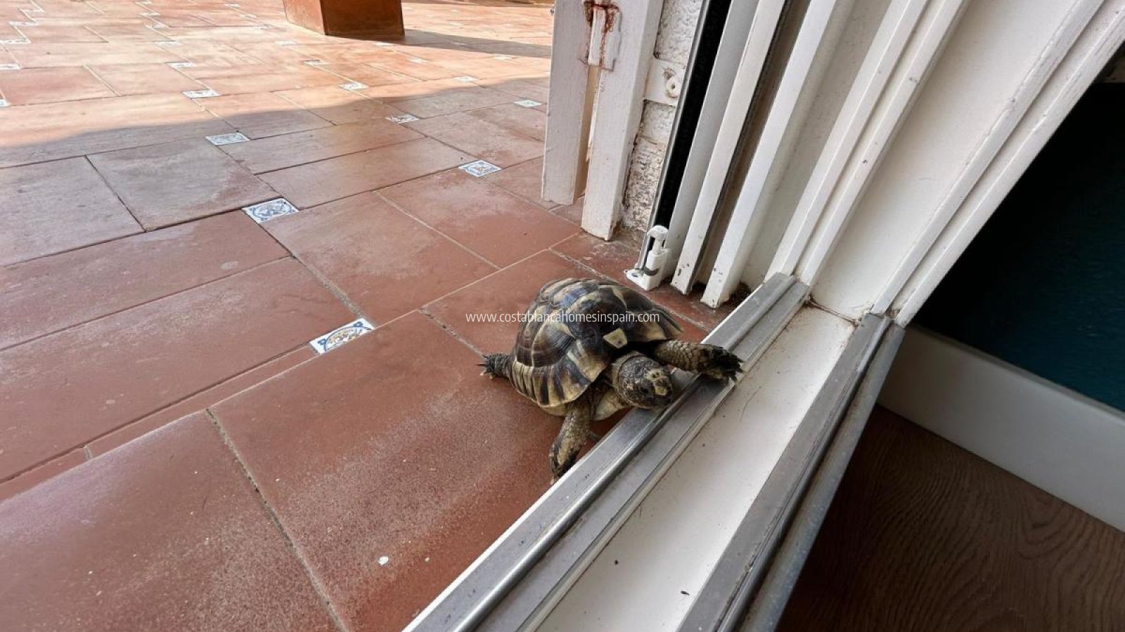 Venta - Detached Villa - San Miguel de Salinas