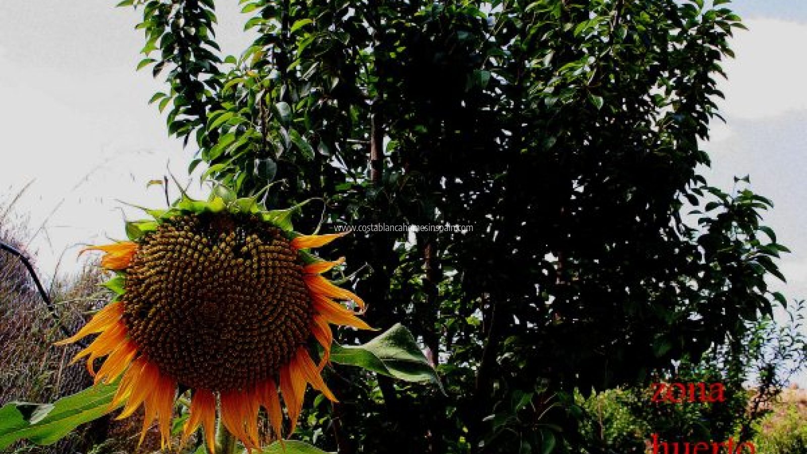 Venta - Finca - Gea y Truyols - Costa Calida